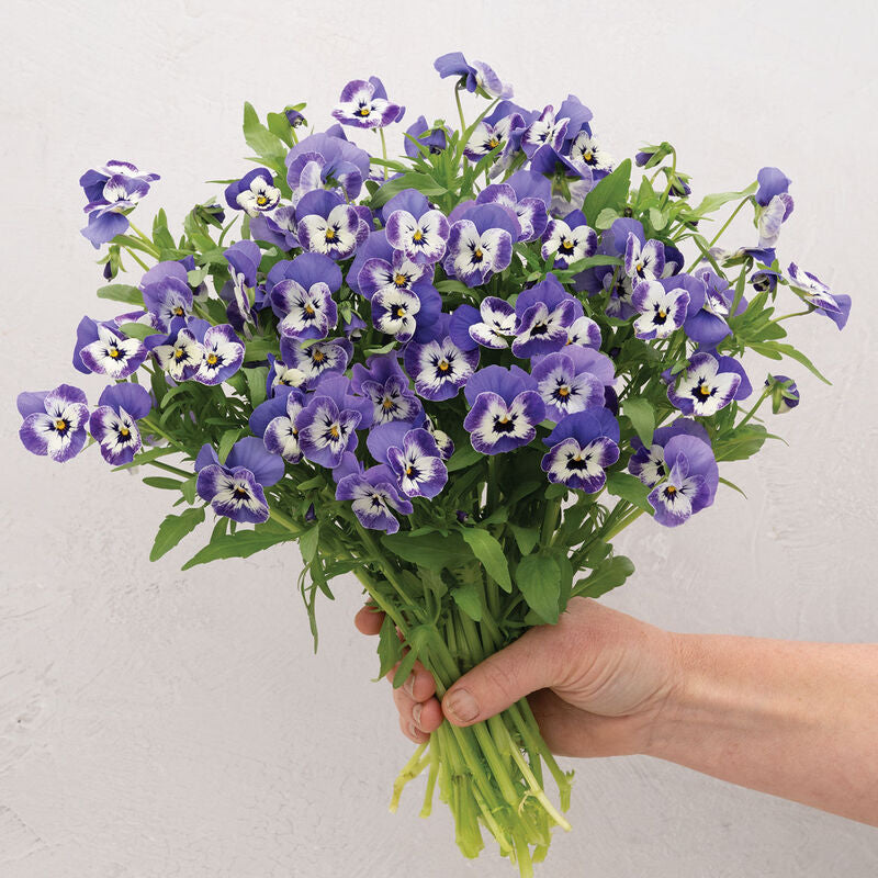 Sorbet® XP Delft Blue
(F1) Viola Seed