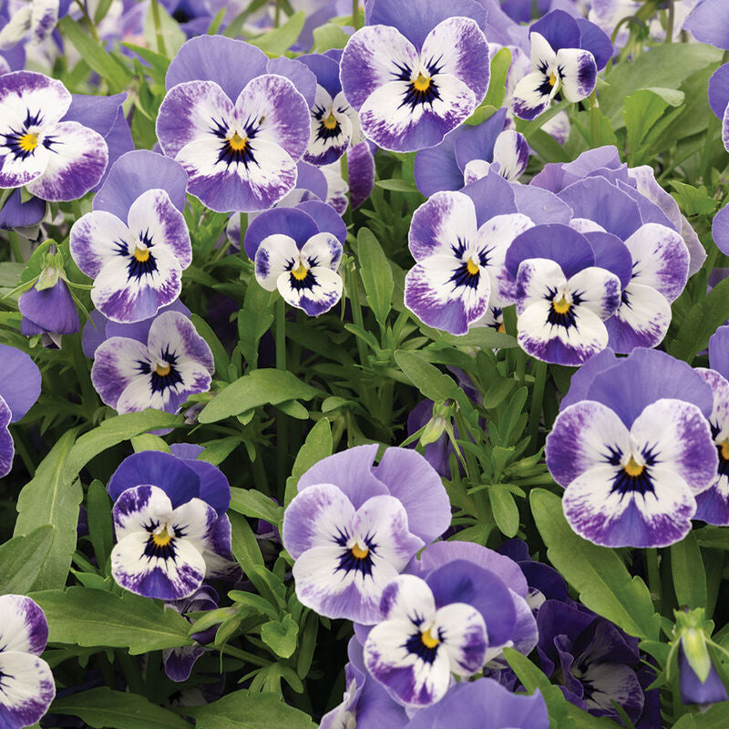 Sorbet® XP Delft Blue
(F1) Viola Seed