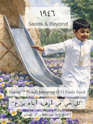 Penny™ Peach Jump-up
(F1) Viola Seed