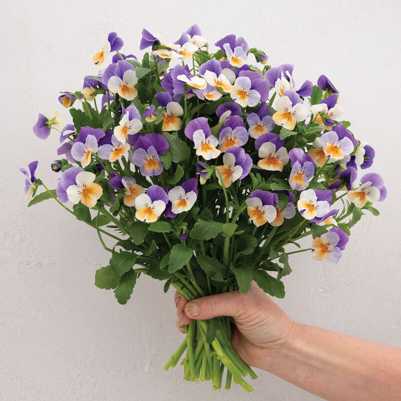 Penny™ Peach Jump-up
(F1) Viola Seed