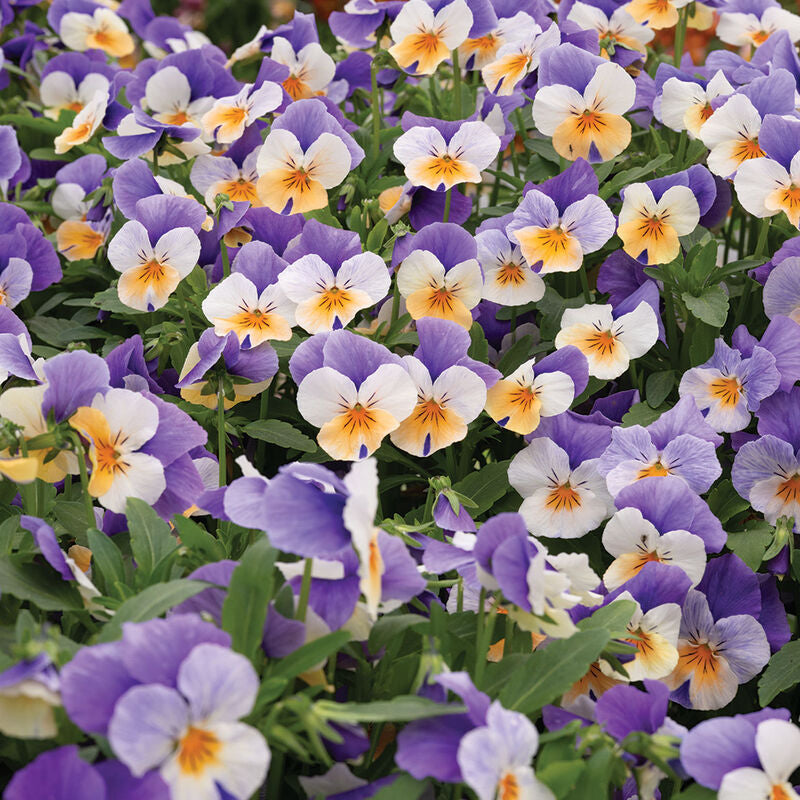 Penny™ Peach Jump-up
(F1) Viola Seed
