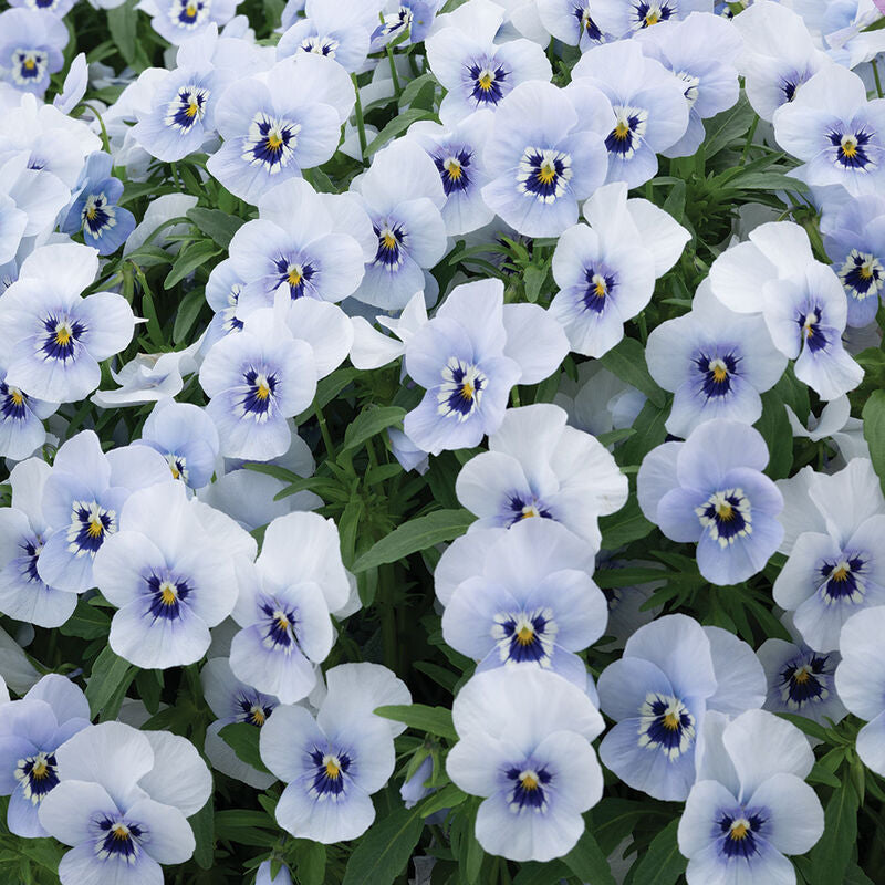 Penny™ Marina
(F1) Viola Seed