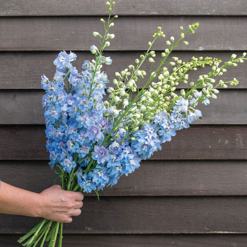 Magic Fountains Sky Blue White Bee
Delphinium Seed