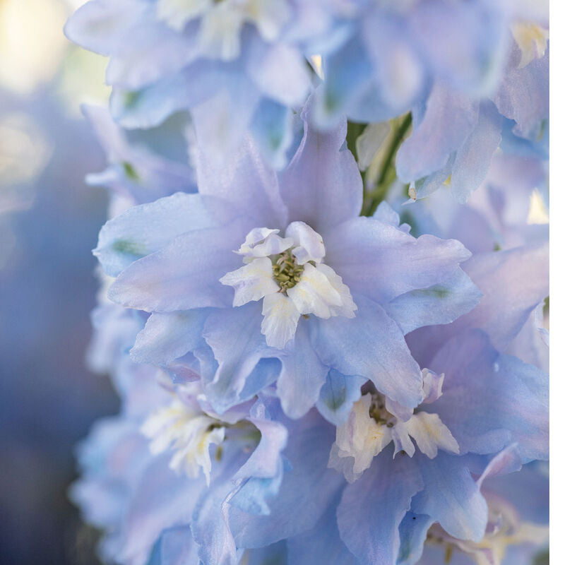 Magic Fountains Sky Blue White Bee
Delphinium Seed