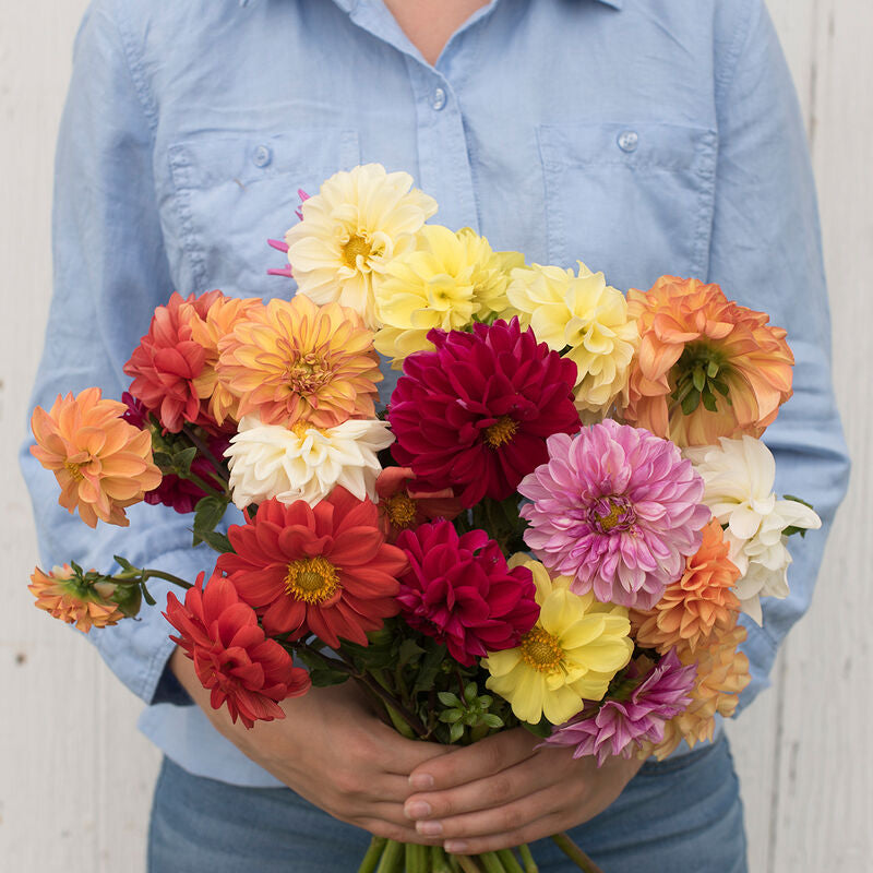 Giant Hybrid Mix
Dahlia Seed