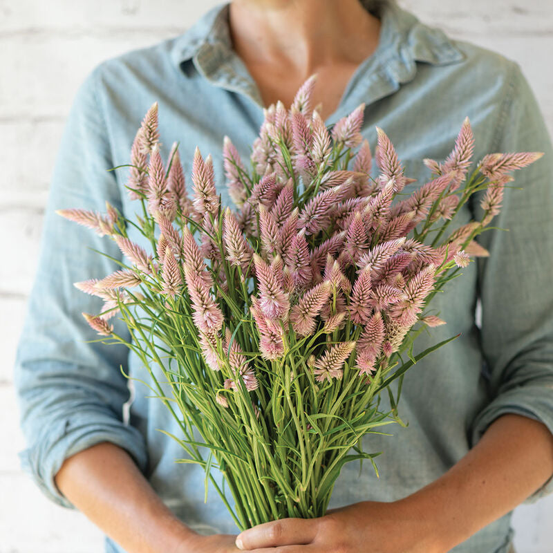 Flamingo Feather
Organic Celosia Seed