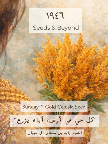 Sunday™ Gold
Celosia Seed