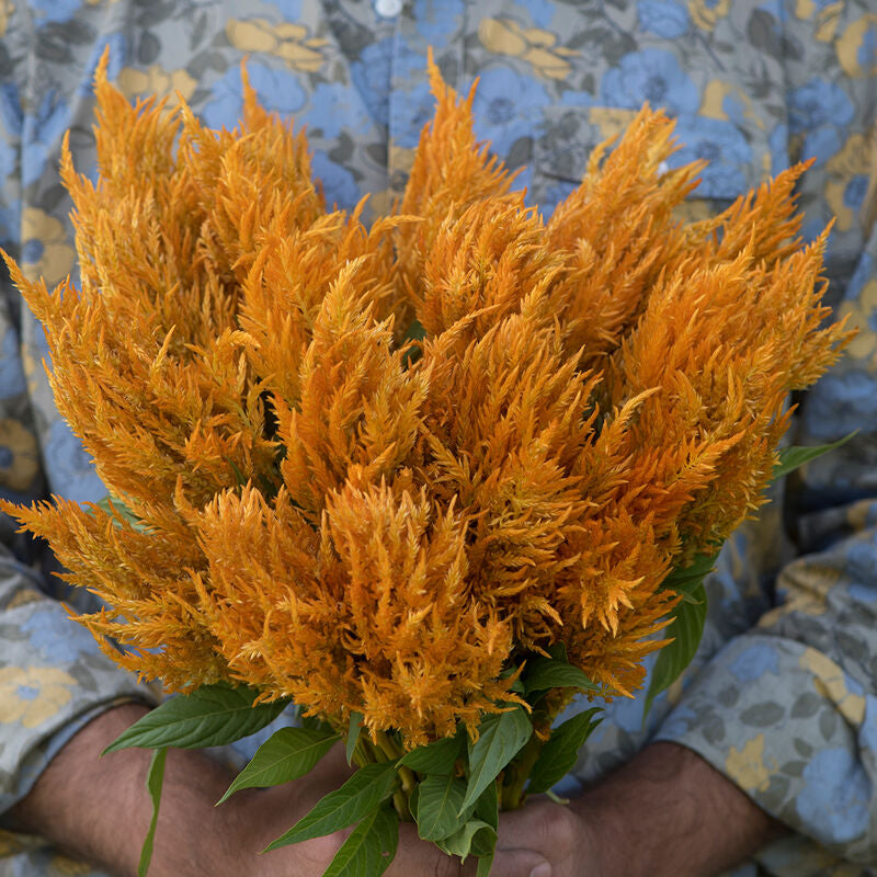 Sunday™ Gold
Celosia Seed