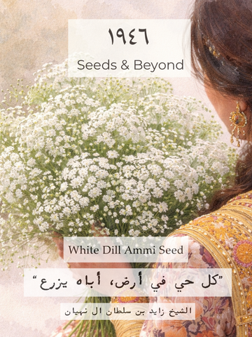 White Dill
Ammi Seed