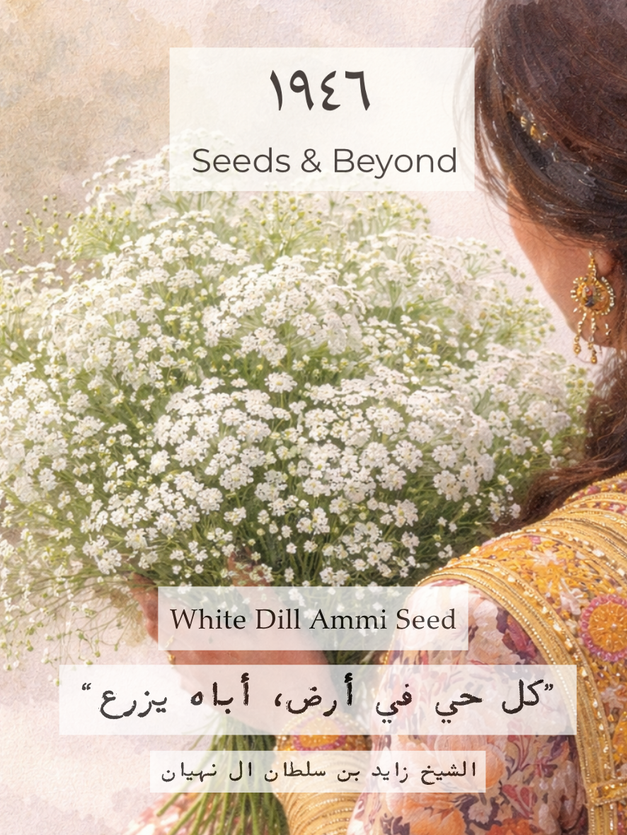 White Dill
Ammi Seed