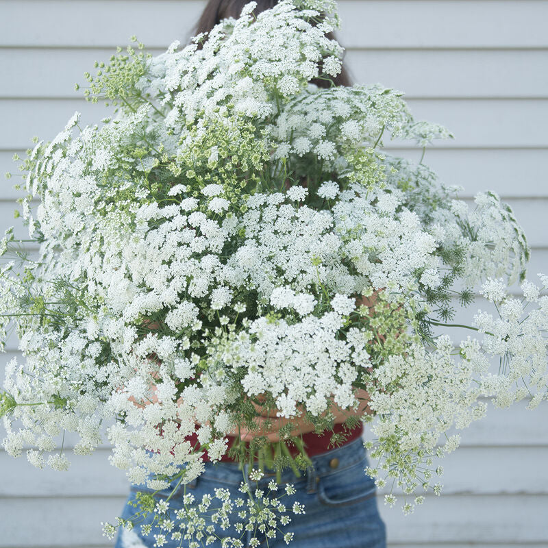 White Dill
Ammi Seed