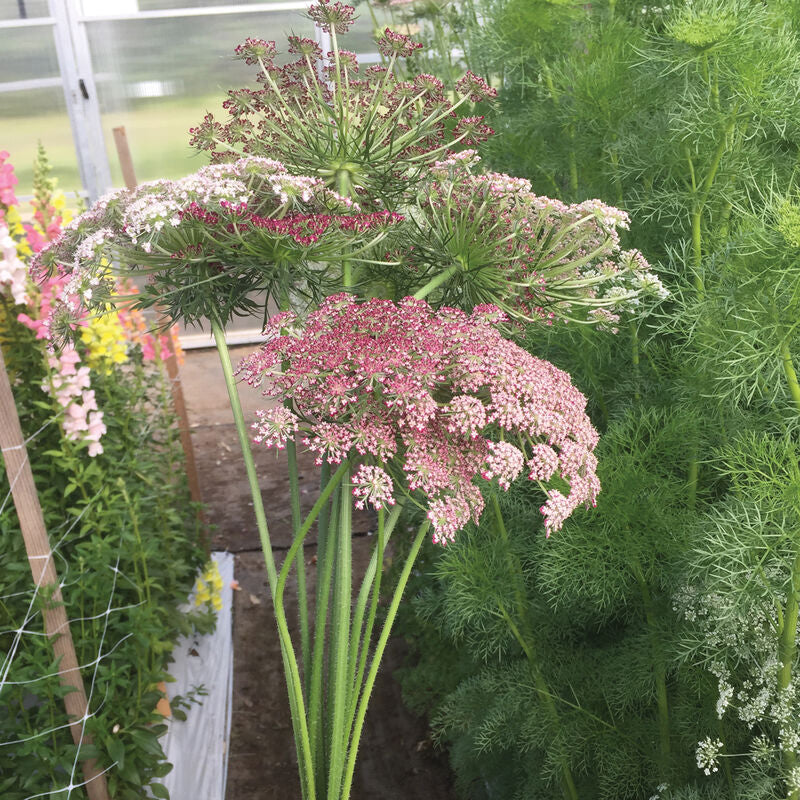Purple Kisses
Daucus Seed