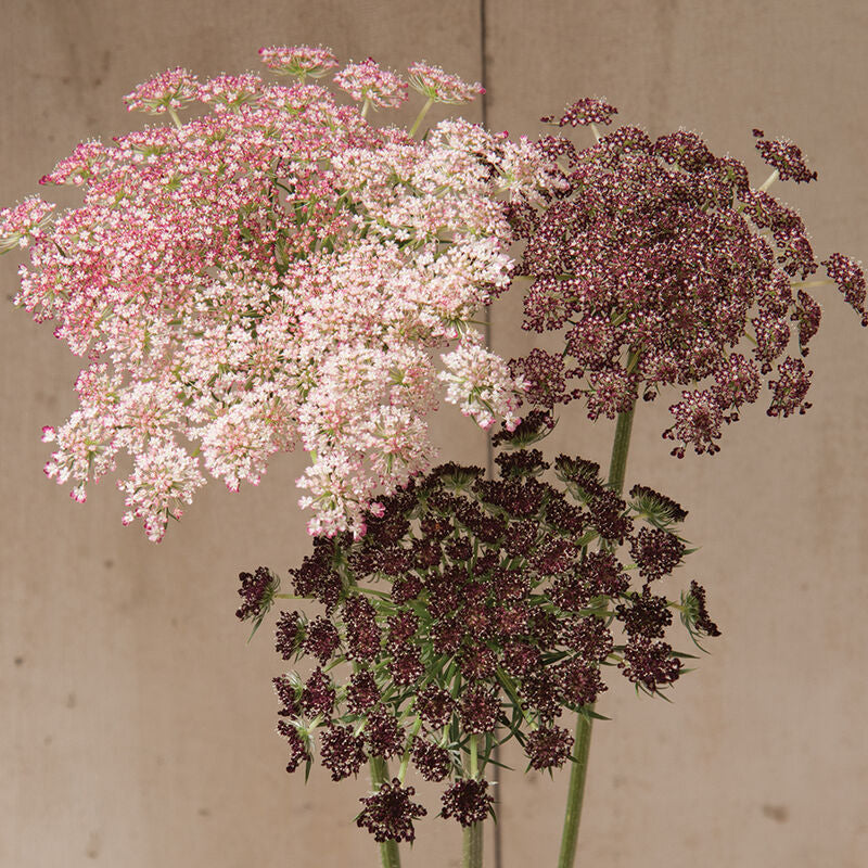 Dara
Daucus Seed