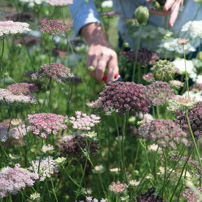 Dara
Daucus Seed