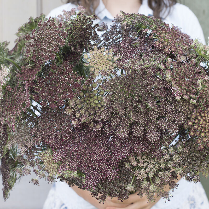 Dara
Daucus Seed