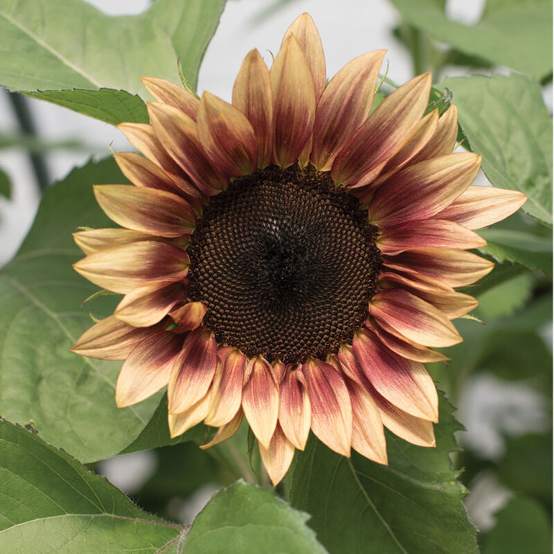 ProCut® Plum
(F1) Sunflower Seed