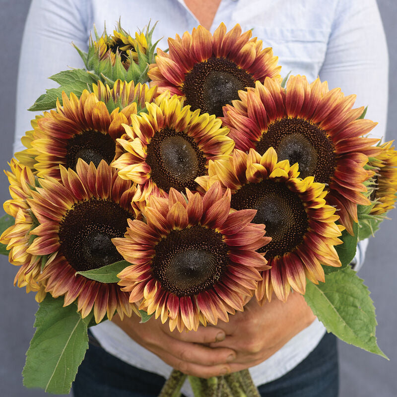 Desert Sun
(F1) Sunflower Seed