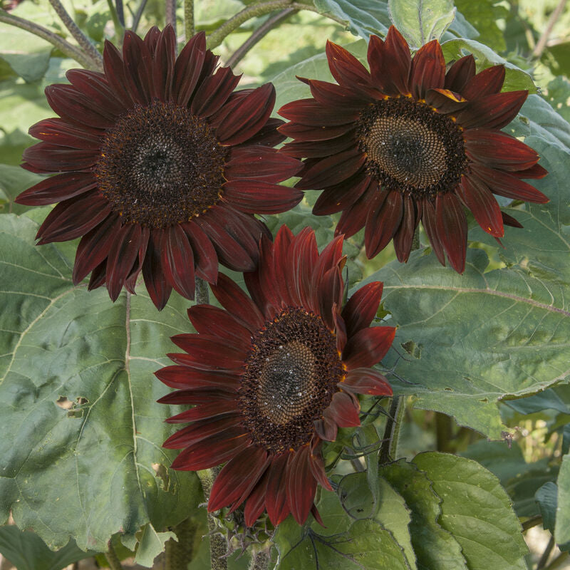 Chocolate
Sunflower Seed