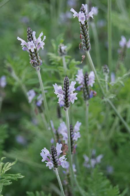 Torch Minty Ice Lavender