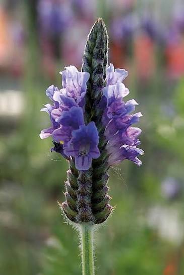 Torch Blue Lavender