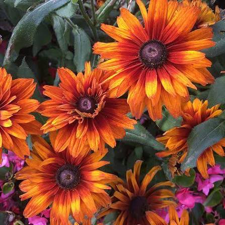 Rudbeckia x hirta hybrida Cherokee Sunset'®
