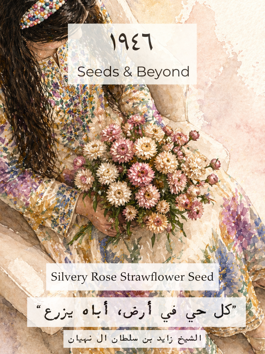 Silvery Rose
Strawflower Seed