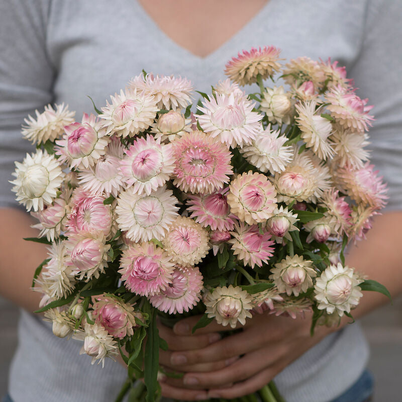 Silvery Rose
Strawflower Seed