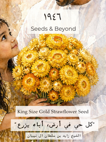 King Size Gold
Strawflower Seed