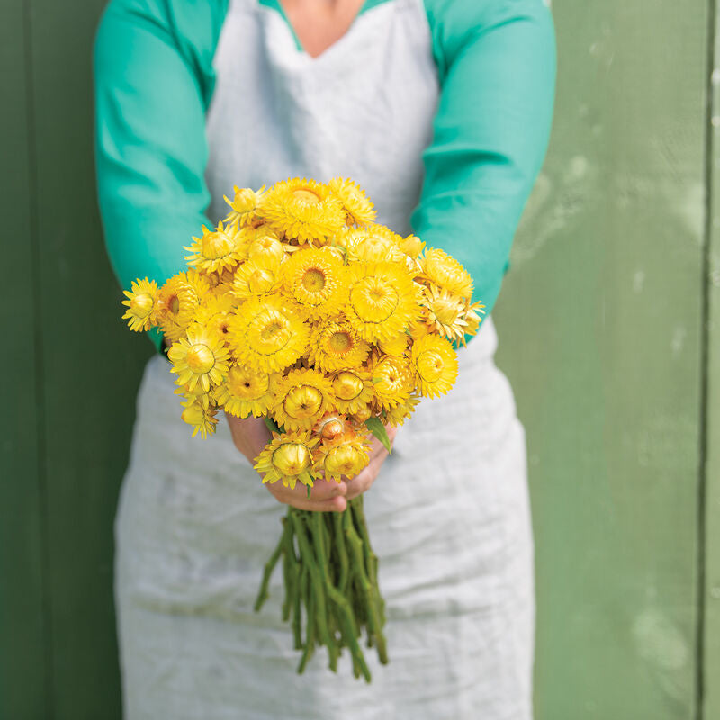 King Size Gold
Strawflower Seed