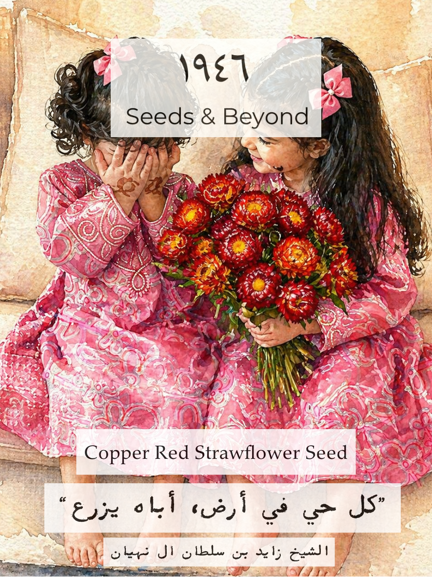 Copper Red
Strawflower Seed