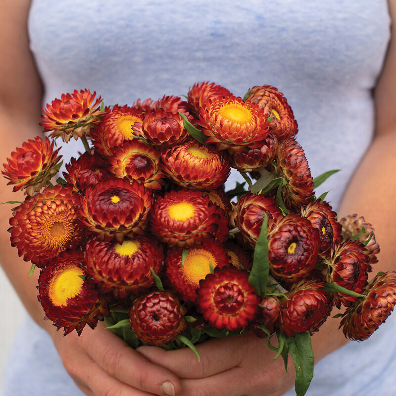 Copper Red
Strawflower Seed