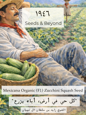 Mexicana
Organic (F1) Zucchini Squash Seed