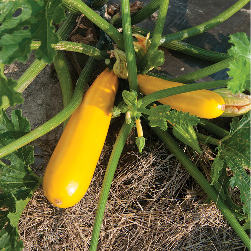 Yellowfin
Organic (F1) Zucchini Squash Seed