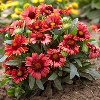 Arizona Red Shades Gailardia Seed