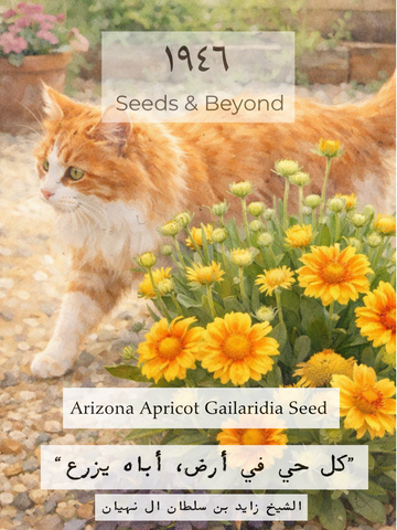 Arizona Apricot Gailaridia Seed