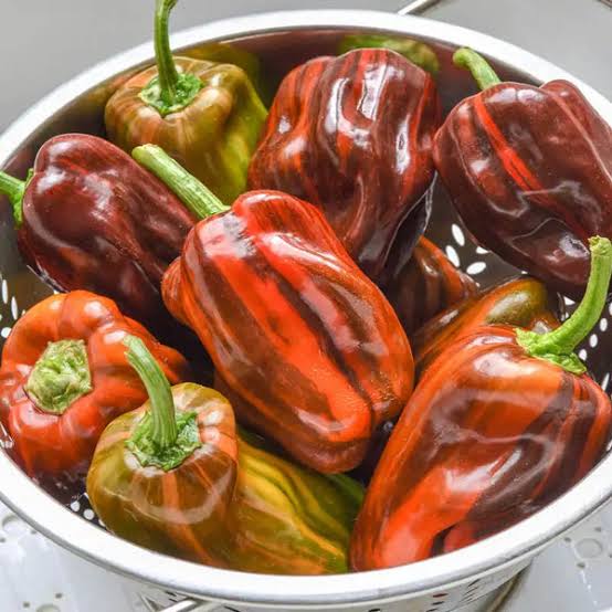 Candy Cane Chocolate Cherry F1 Pepper Seed