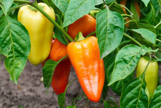 Gypsy F1 Pepper Seed