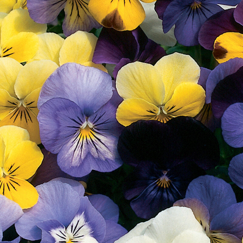 Sorbet Formula Mix
(F1) Viola Seed