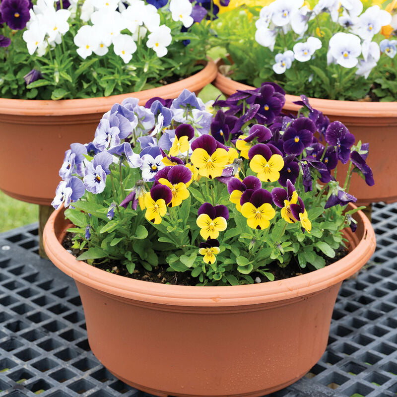 Sorbet Formula Mix
(F1) Viola Seed