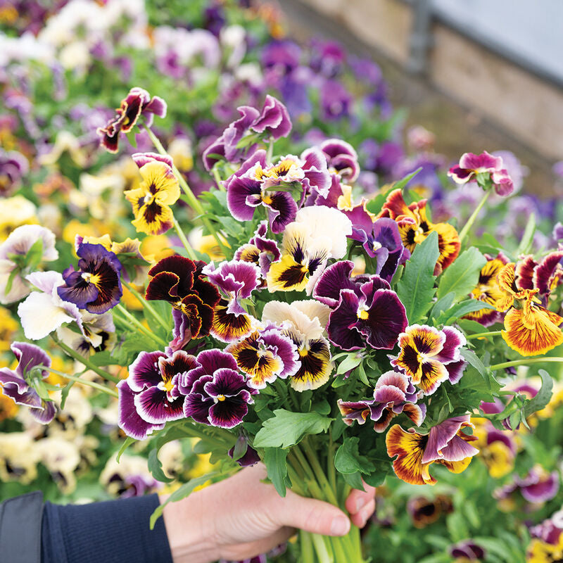 Rococo Frilled Mix
Viola Seed