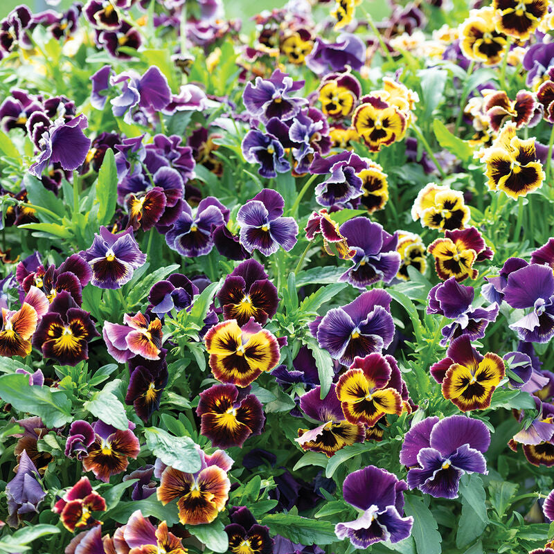 Rococo Frilled Mix
Viola Seed