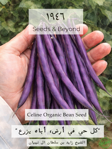 Celine
Organic Bean Seed