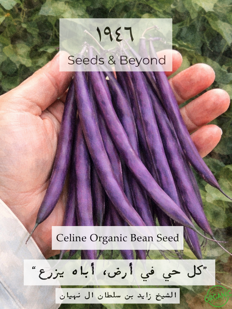 Celine
Organic Bean Seed