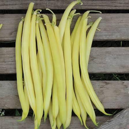 Golden Goal Bean Seed
