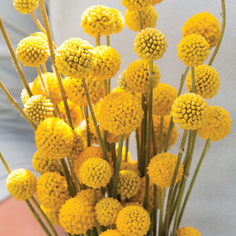 Sun Ball
Organic Craspedia Seed