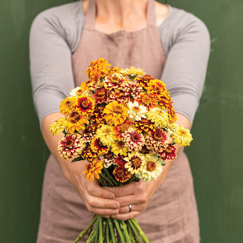 Persian Carpet
Organic Zinnia Seed