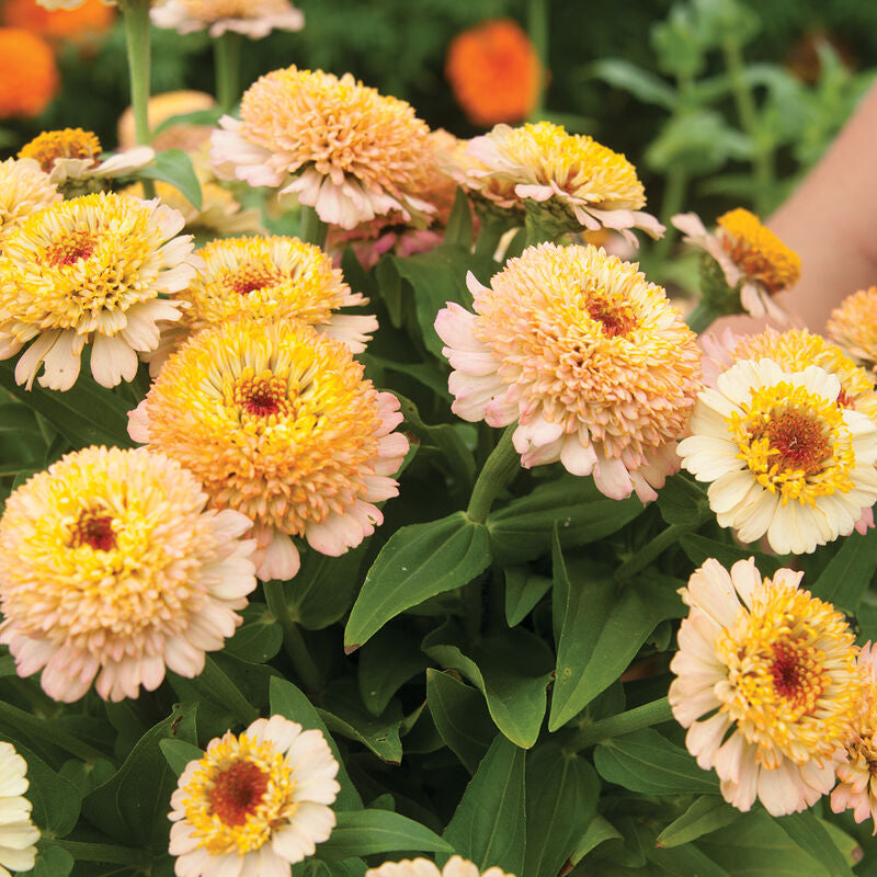 Zinderella Peach
Zinnia Seed