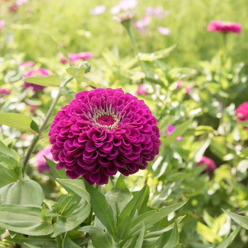 Benary's Giant Purple
Zinnia Seed
