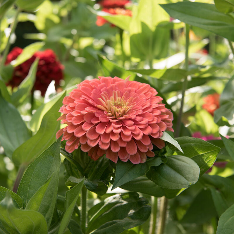 Benary's Giant Salmon Rose
Zinnia Seed