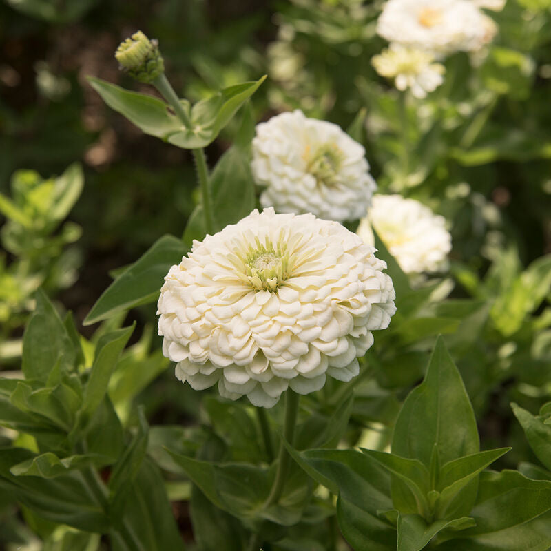 Benary's Giant White
Zinnia Seed